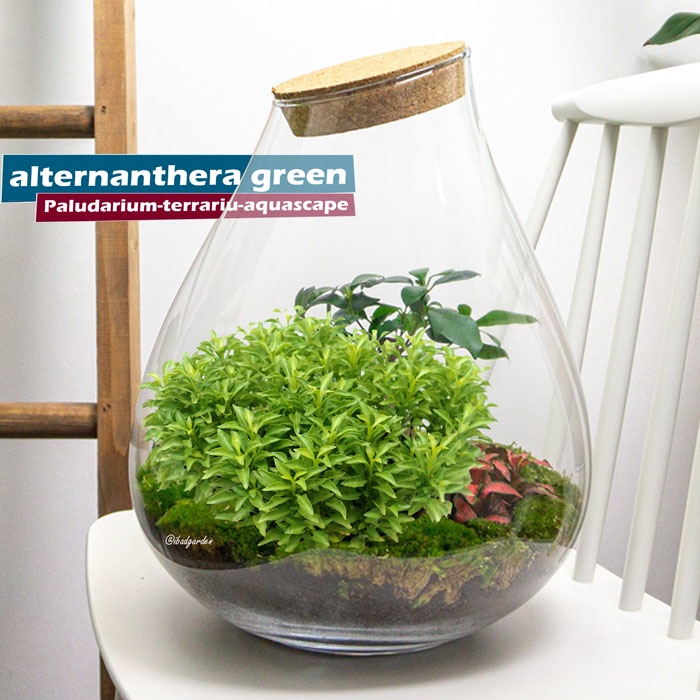 Tanaman hias krokot kriminil daun hijau - alternanthera bettzickiana green | Jenis tanaman hias aqua