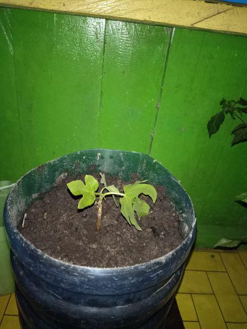 Promo 3 Bibit Buah Tin Green Y, Purple Y, Brown Turky