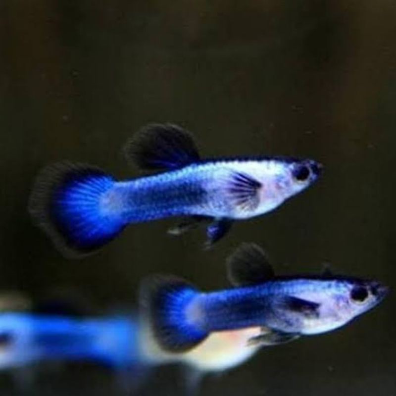 Ikan Guppy Mini Panda (Sepasang)
