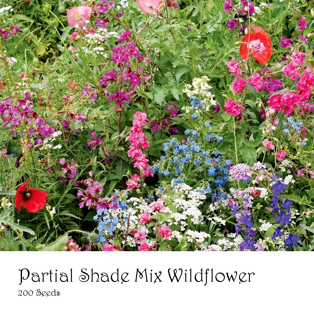 PlantaSeed - 200 Seeds - 19 Jenis Partial Shade Wildflower - PAS0228