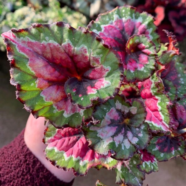Tanaman bias begonia rex Shopee Indonesia Tanaman bias begonia rex Shopee Indonesia
