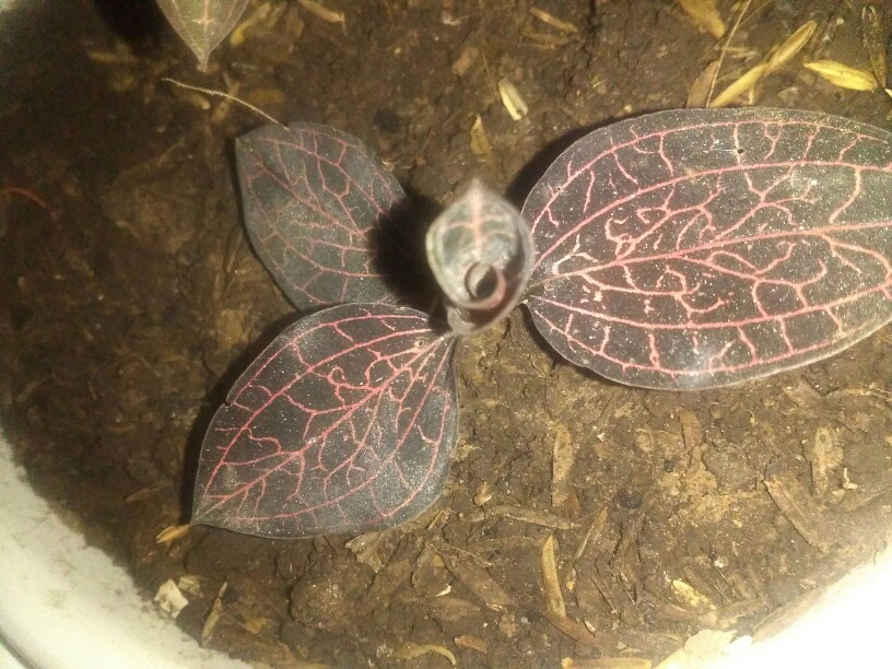 Anggrek Tanah Jewel Orchid/anoectochilus Rendwartii/anoectochilus Sp/macodes Petola