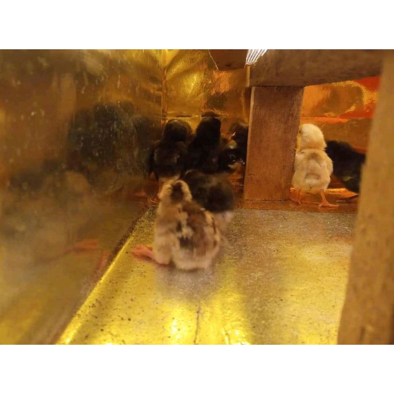 telur fertil ayam mangon,pakoy,pama (trah juara)