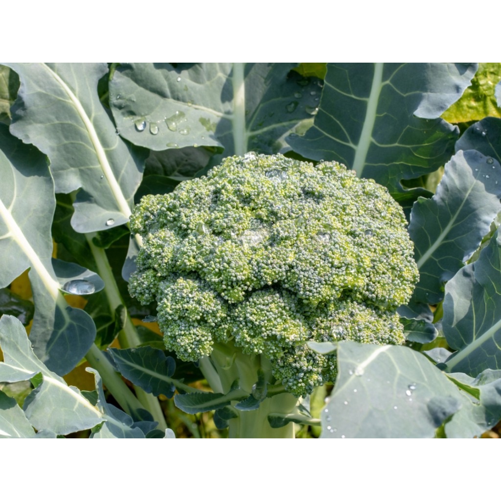 Benih Bibit Biji - Brokoli Hijau Green Super Broccoli F1 Hibrida Seeds - Panen Dalam 60 Hari