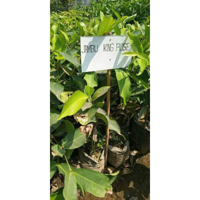 Bibit jambu air king rose