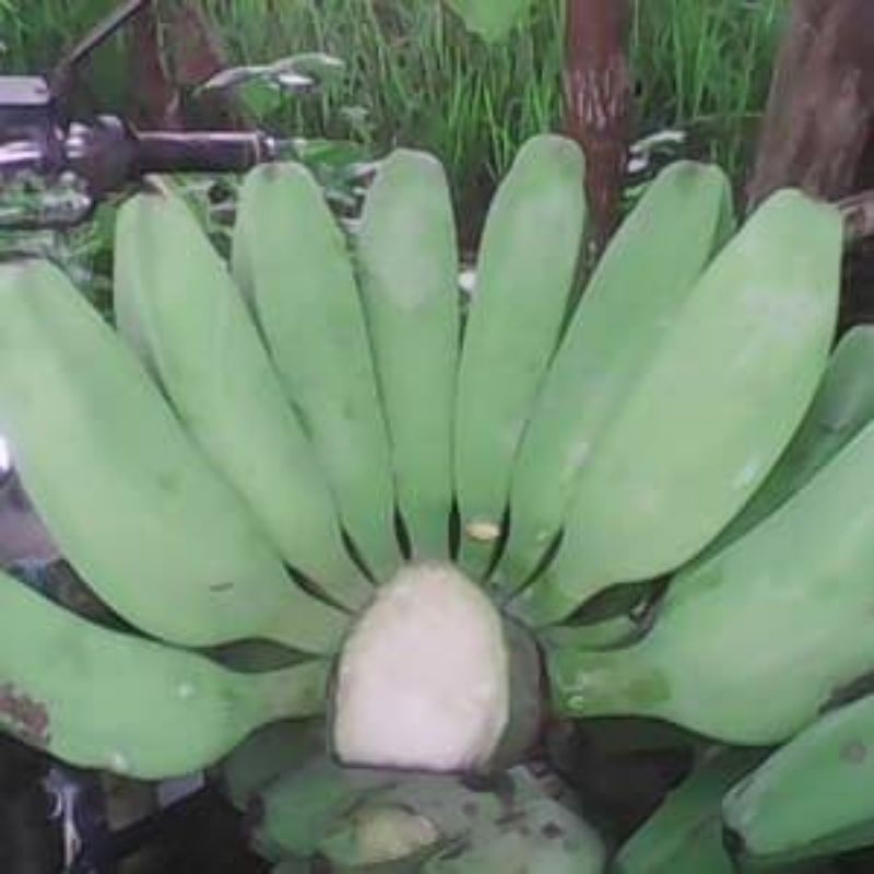 

Pisang kepok mentah satu sisir