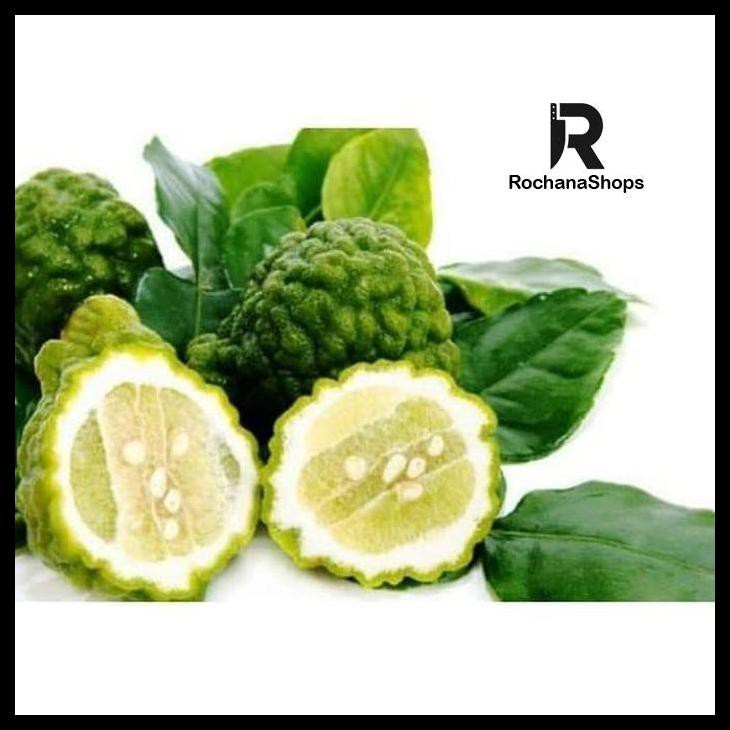 

[[ BUAH JERUK PURUT]]