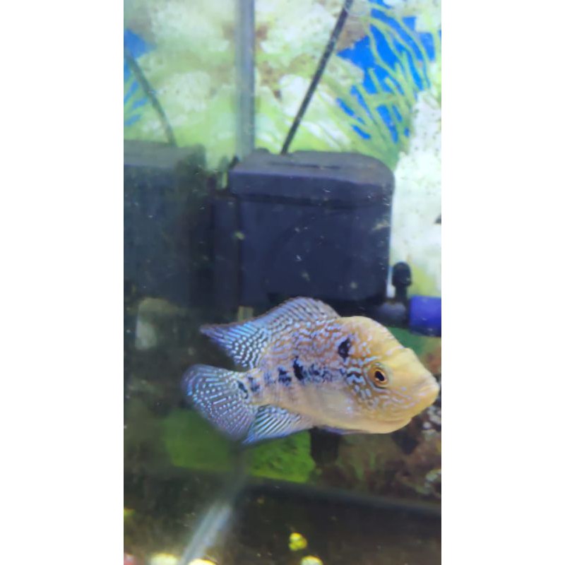 Louhan Cencu Series Poseidon