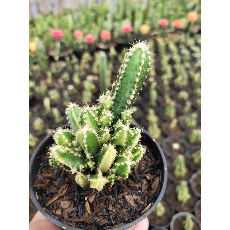 tanaman hias kaktus candi varigata mini,free pot hitam