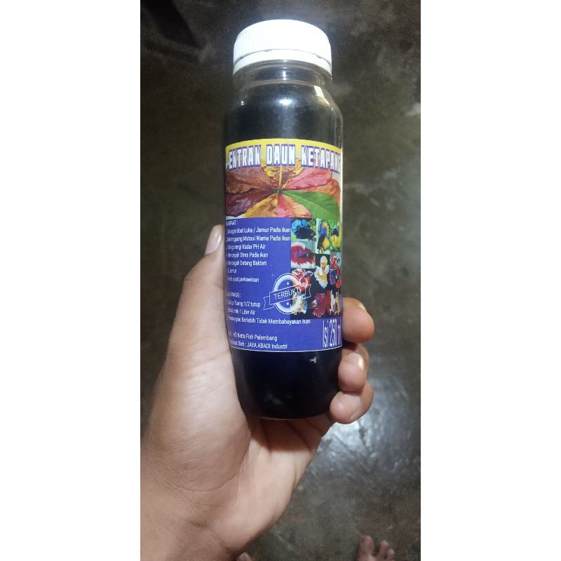 

Ektrak daun ketapang