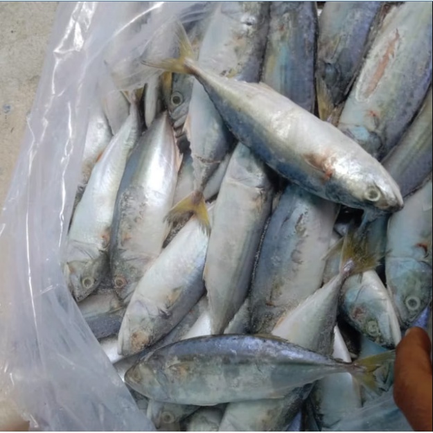 

Ikan Kembung Biasa Lokal / Banjar Premium Lokal Beku - Ikan Laut