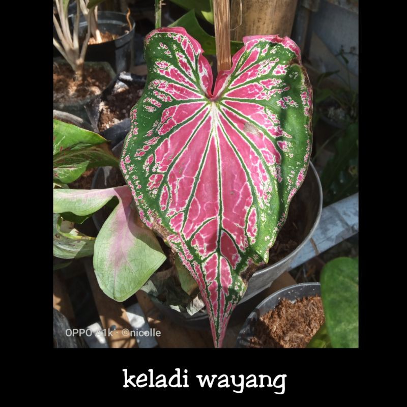 KELADI WAYANG/ KELADI BATIK