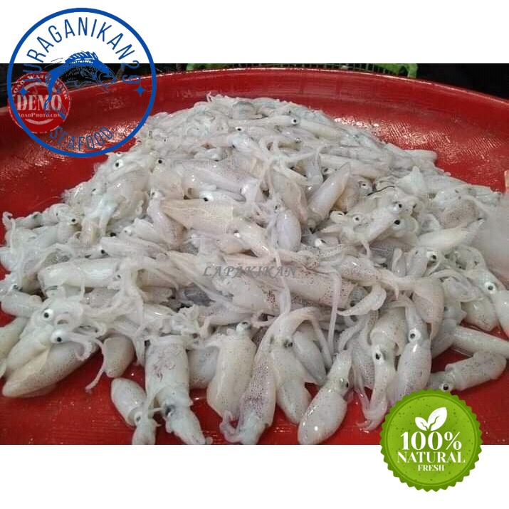 

Cumi Baby Segar 1~Kilogram