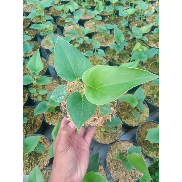tanaman hias anthurium corong / anthurium corong bibit