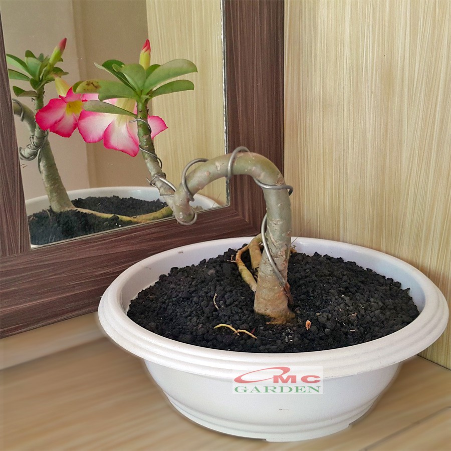 Tanaman Hias Bonsai Adenium Arabicum Obesum Kamboja Jepang B-KJ-016