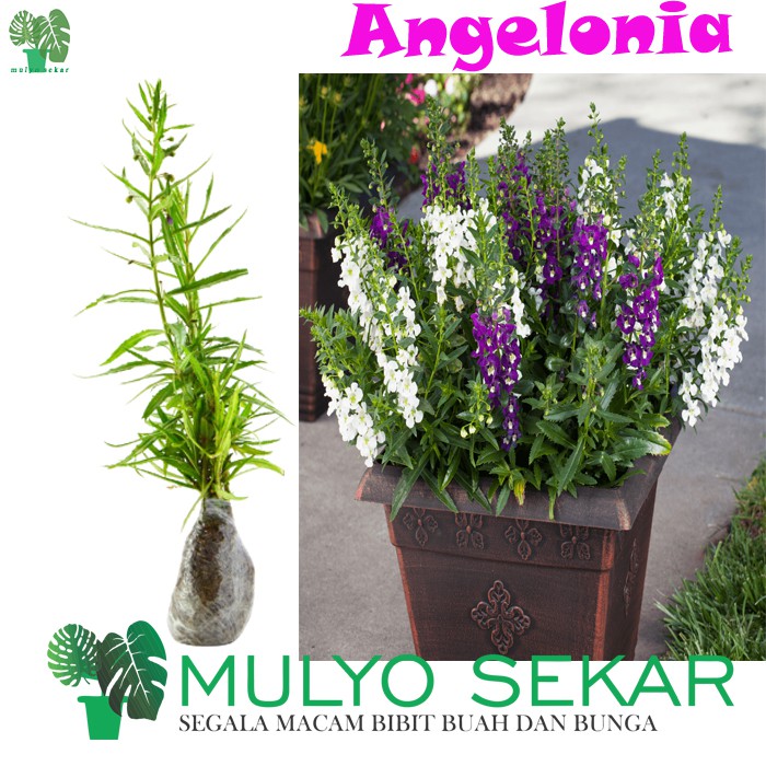 tanaman hias Angelonia - bibit dewasa - Bunga Lavender - berbunga