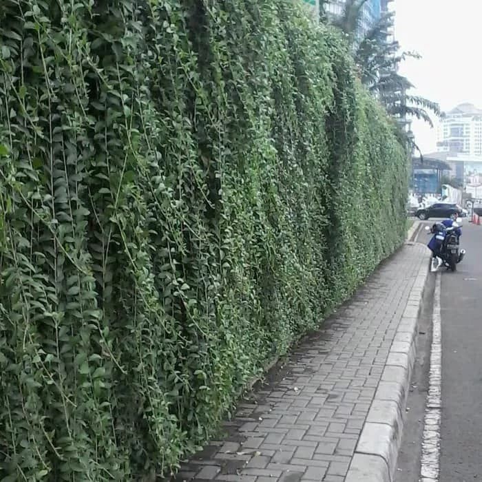 tanaman hias lee kuan yew panjang 1 meter - lee kwan yew - li kuan yu