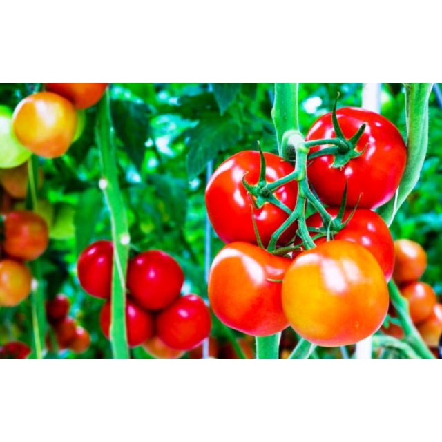 [isi 20] Benih Biji Bibit Tomat Unggul -- grosir