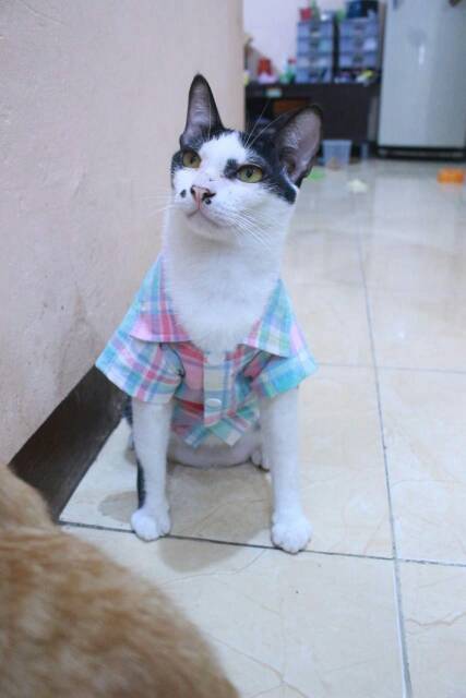 Kemeja kotak-kotak pelangi lucu untuk kucing dan anjing size S M L XL