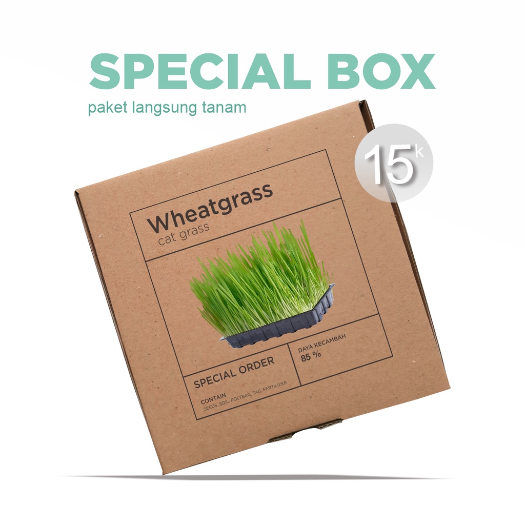 Paket Langsung Tanam - Gardening Kit - SPECIAL BOX - Benih Wheatgrass / Cat Grass / Rumput Gandum Seeds