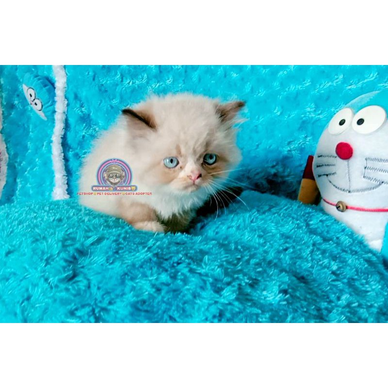 Kucing Ragdoll jantan bicolor simetris