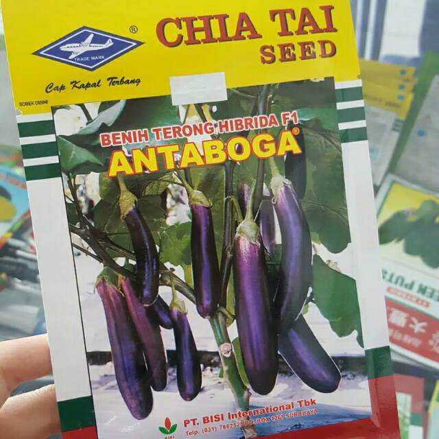 Benih terong hibrida F1 ungu antaboga