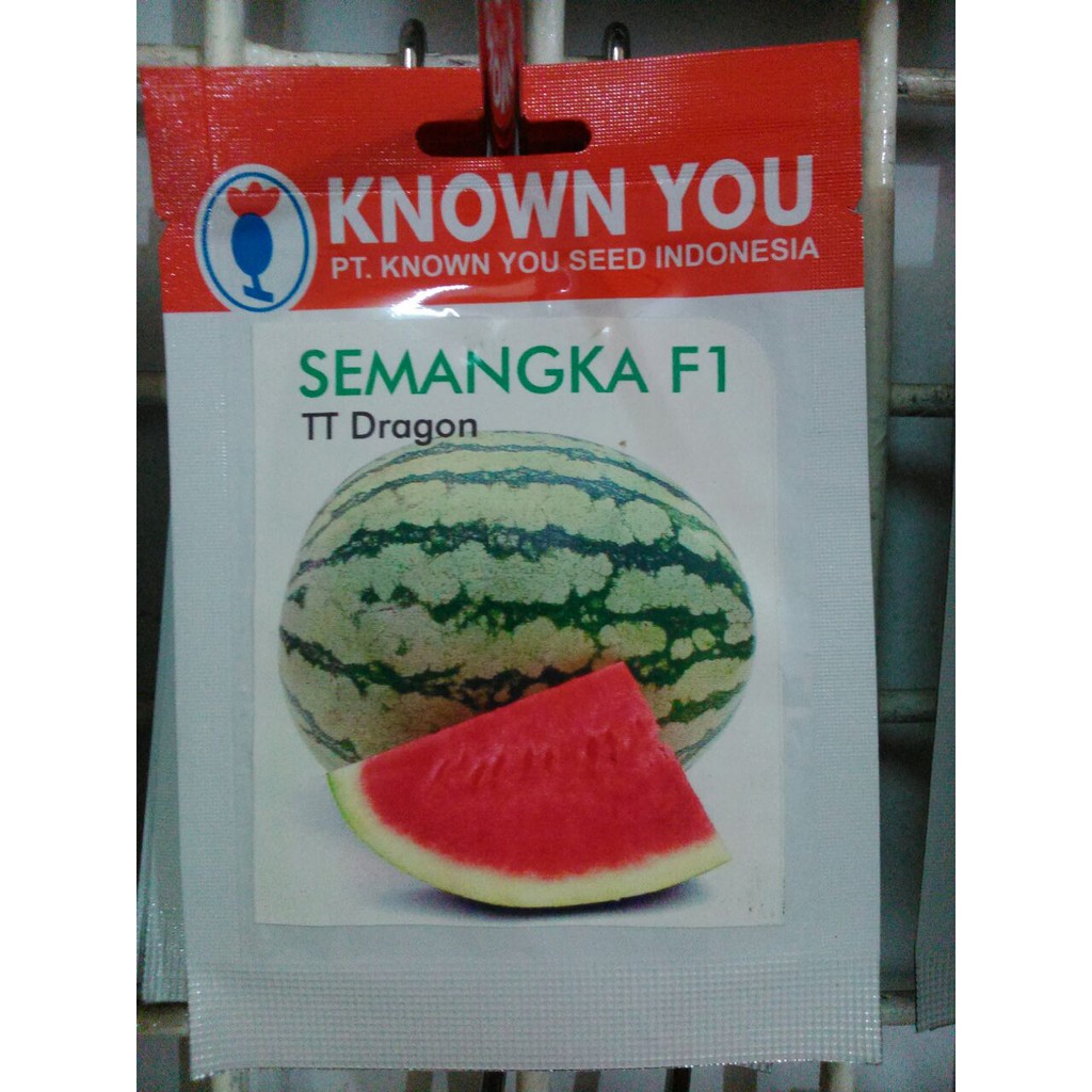 BENIH SEMANGKA TT DRAGON - KNOW YOU SEED