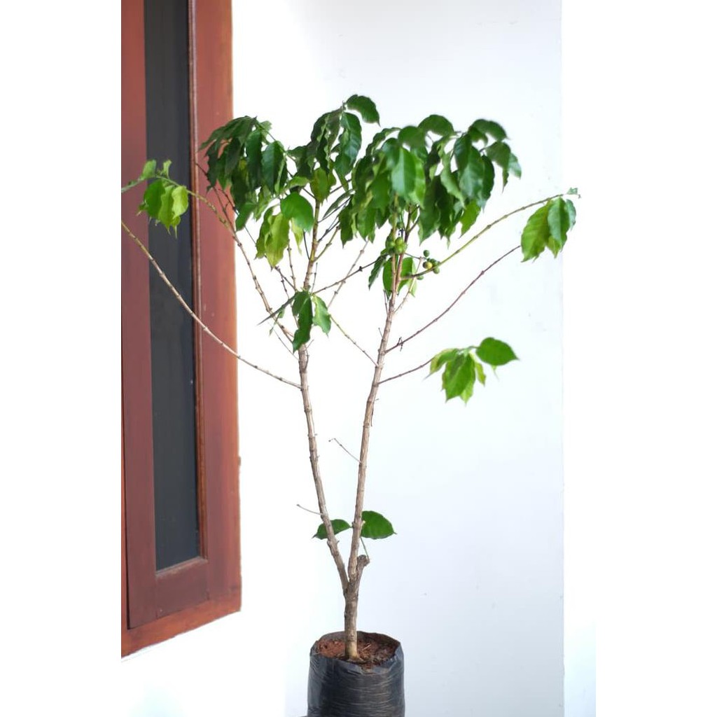 BIBIT / TANAMAN KOPI ARABIKA BIBIT BUAH!