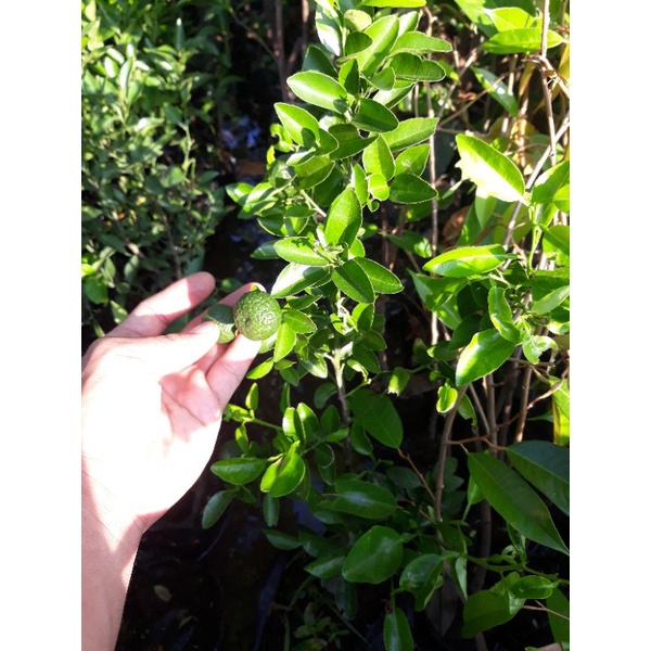 Bibit jeruk limau berbuah