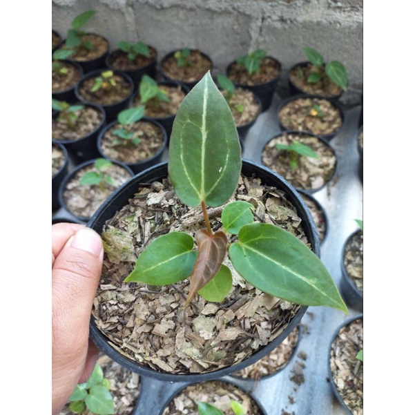 tanaman Hias Bunga anthurium Red of java kuping gajah