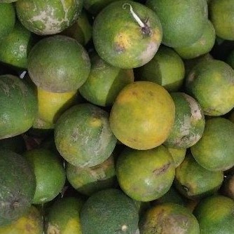 

JERUK BABY SALE 1 KG. Baca deskripsi.