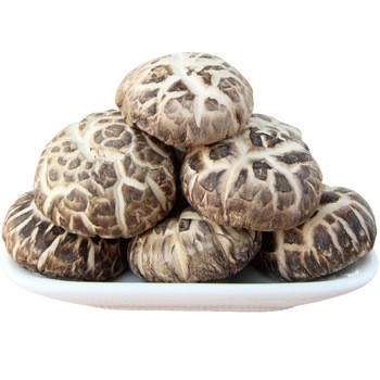 

Shitake Hioko Mushroom