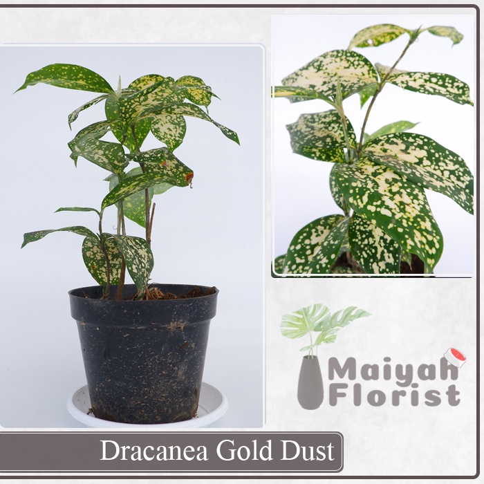 Dracena Gold Dust - Tanaman Hias