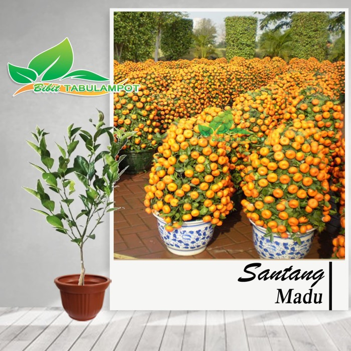 Bibit Tanaman Buah Jeruk Santang Madu