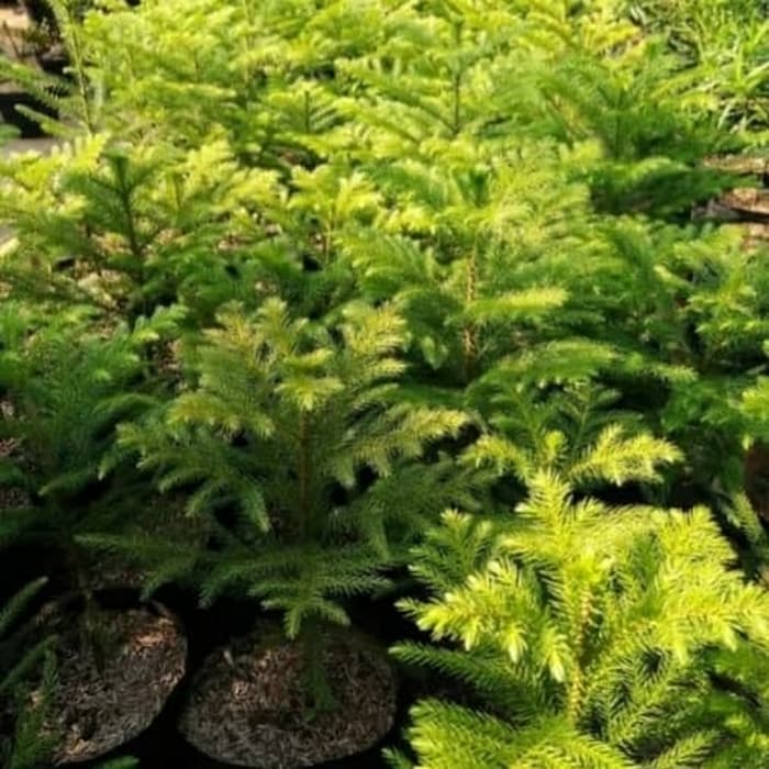 Pohon Cemara Norplok/Bibit Cemara Norplok-Pohon Pelindung