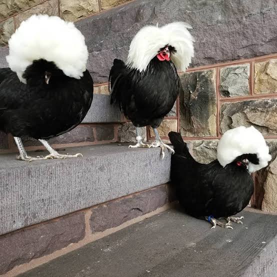 TELUR AYAM HIAS POLAND BLACK UNTUK DITETASKAN FERTIL ASLI