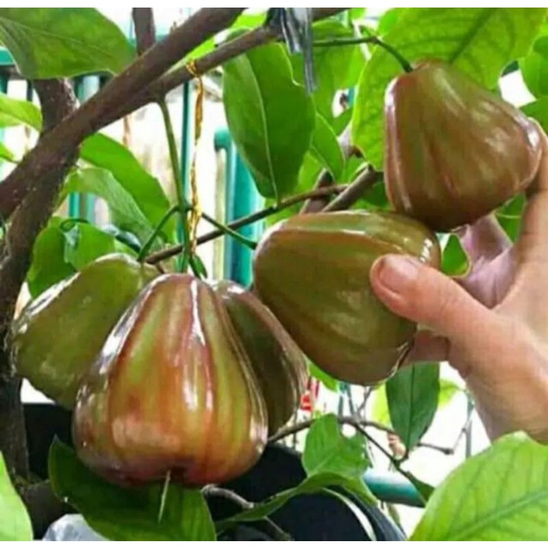 bibit jambu air king rose jumbo manis