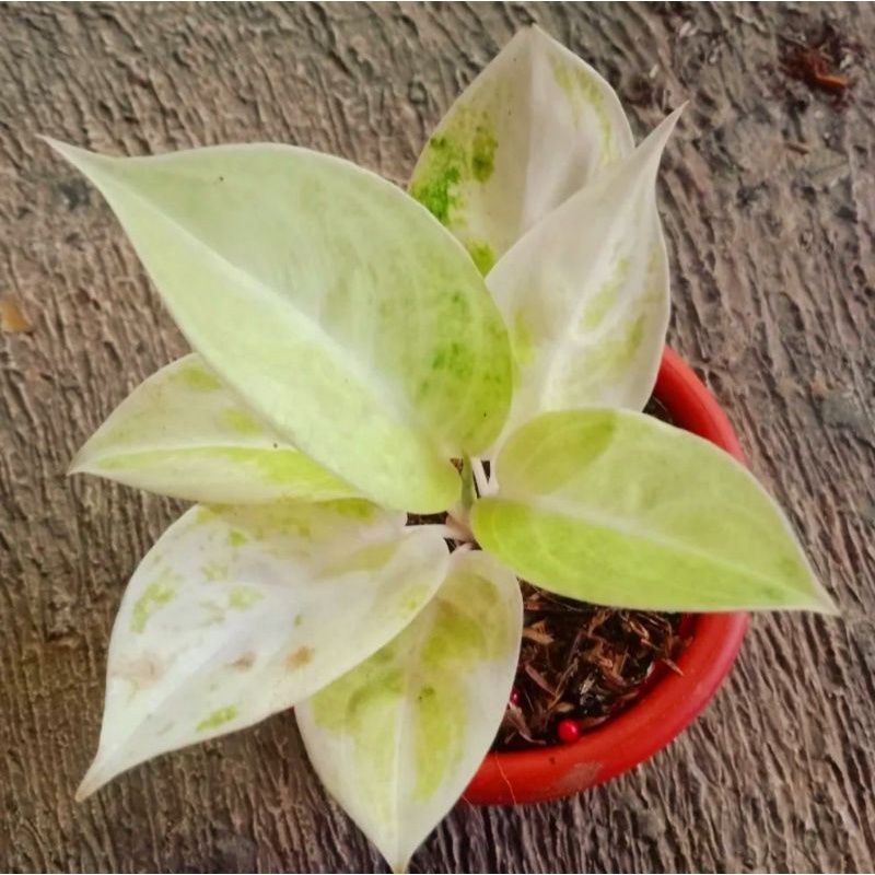 Aglonema Claudia Tanaman Hias Bunga Aglaonema Murah Merah BUKAN bonggol bibit - tanaman hias hidup -