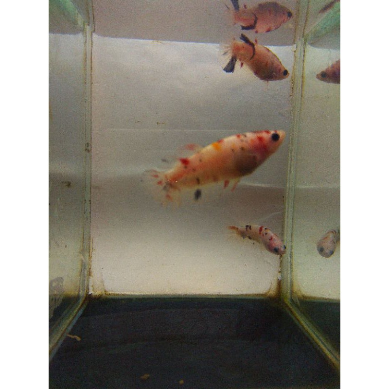 IKAN CUPANG KOI BETINA