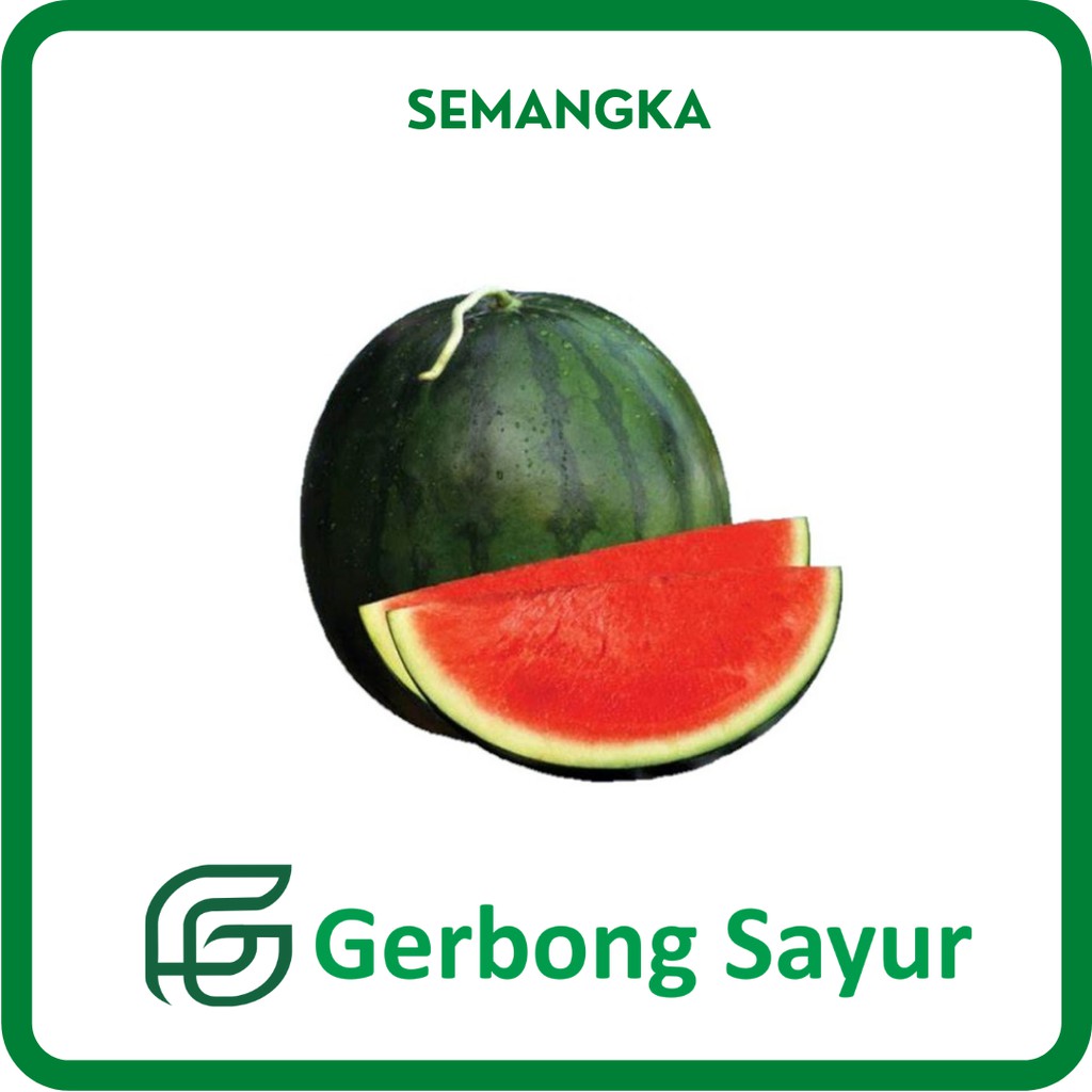 

Buah Semangka Segar per Buah