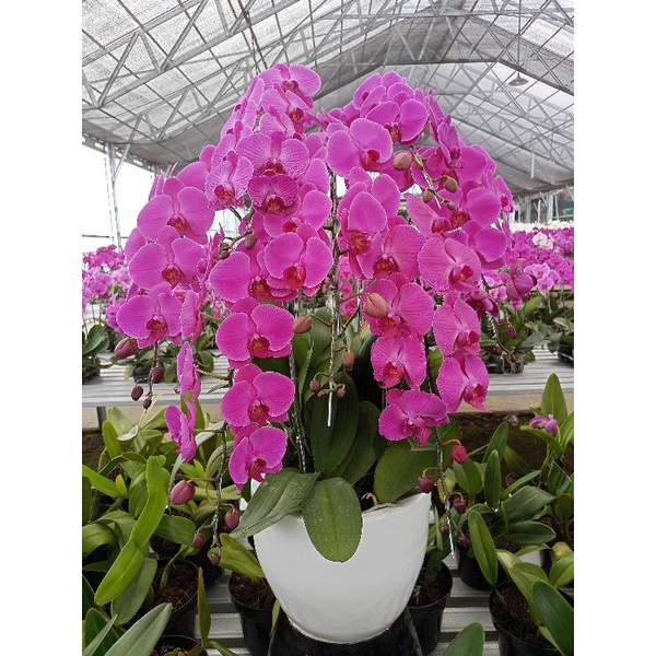 anggrek bulan premium ungu polos phalaenopsis hybrid bunga jumbo kondisi knop mekar angbul besar