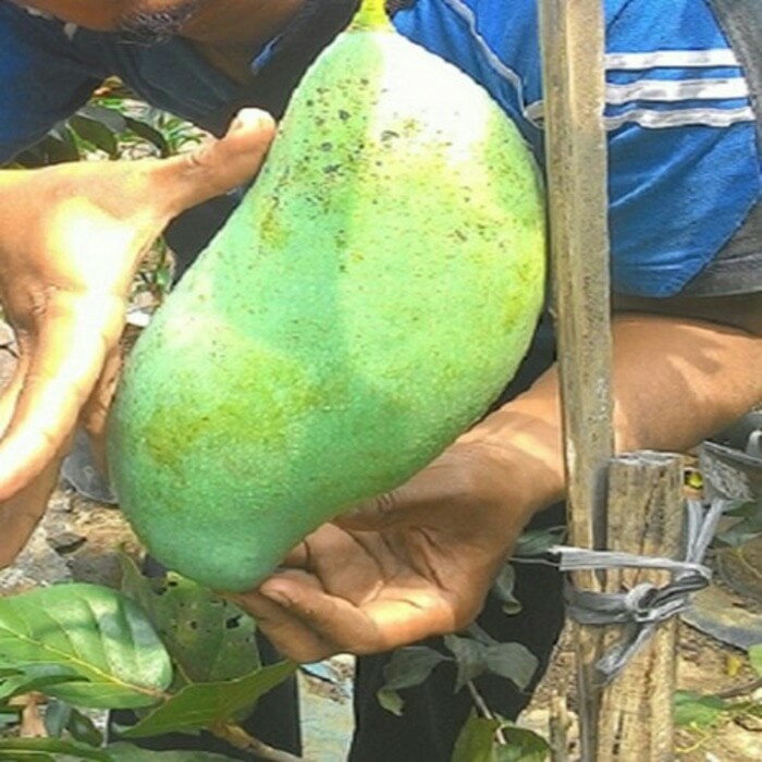 bibit tanaman buah mangga mahatir unggul