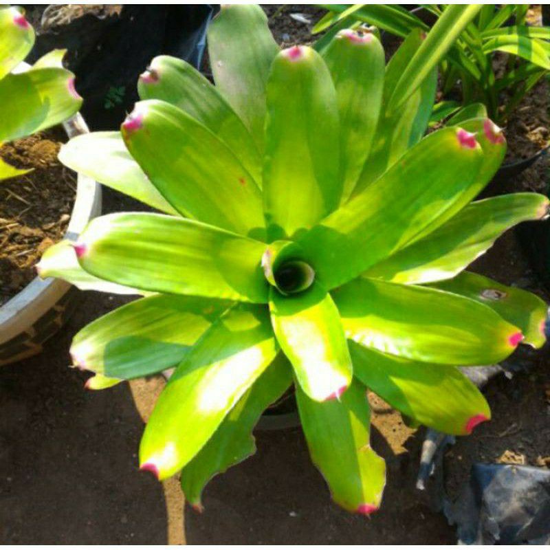 Tanaman bromelia kitek
