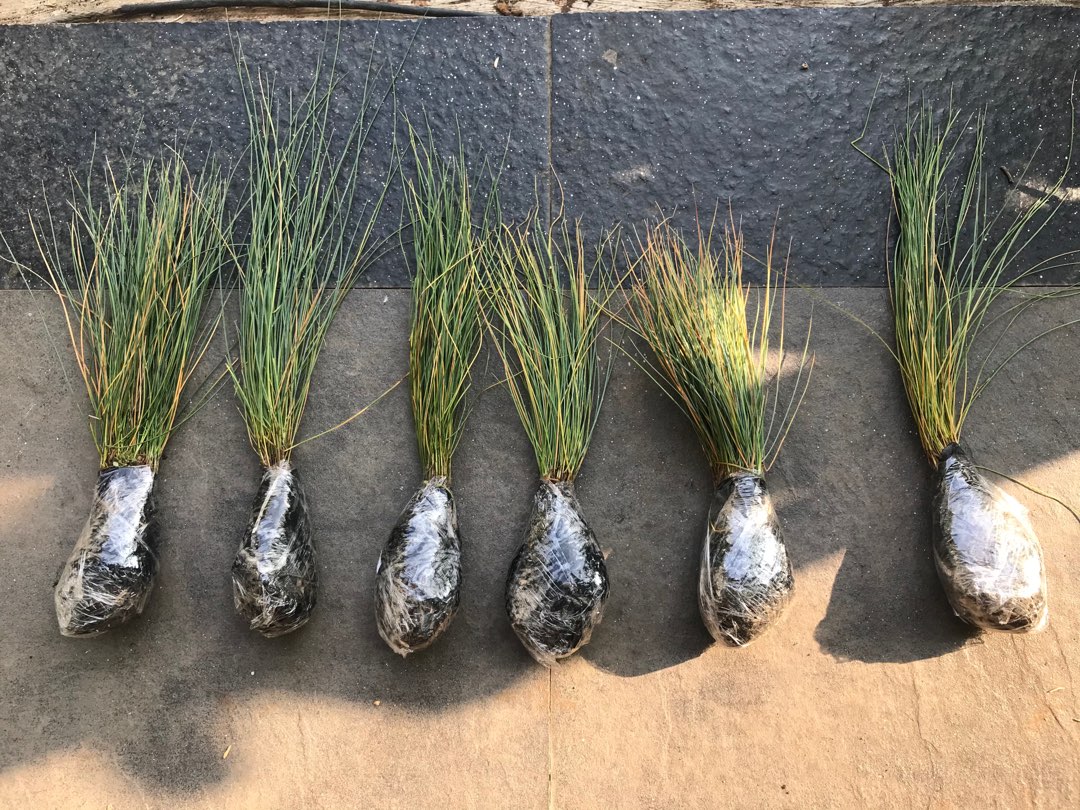 Tanaman Hias Rumput Biru - Festuca Glauca