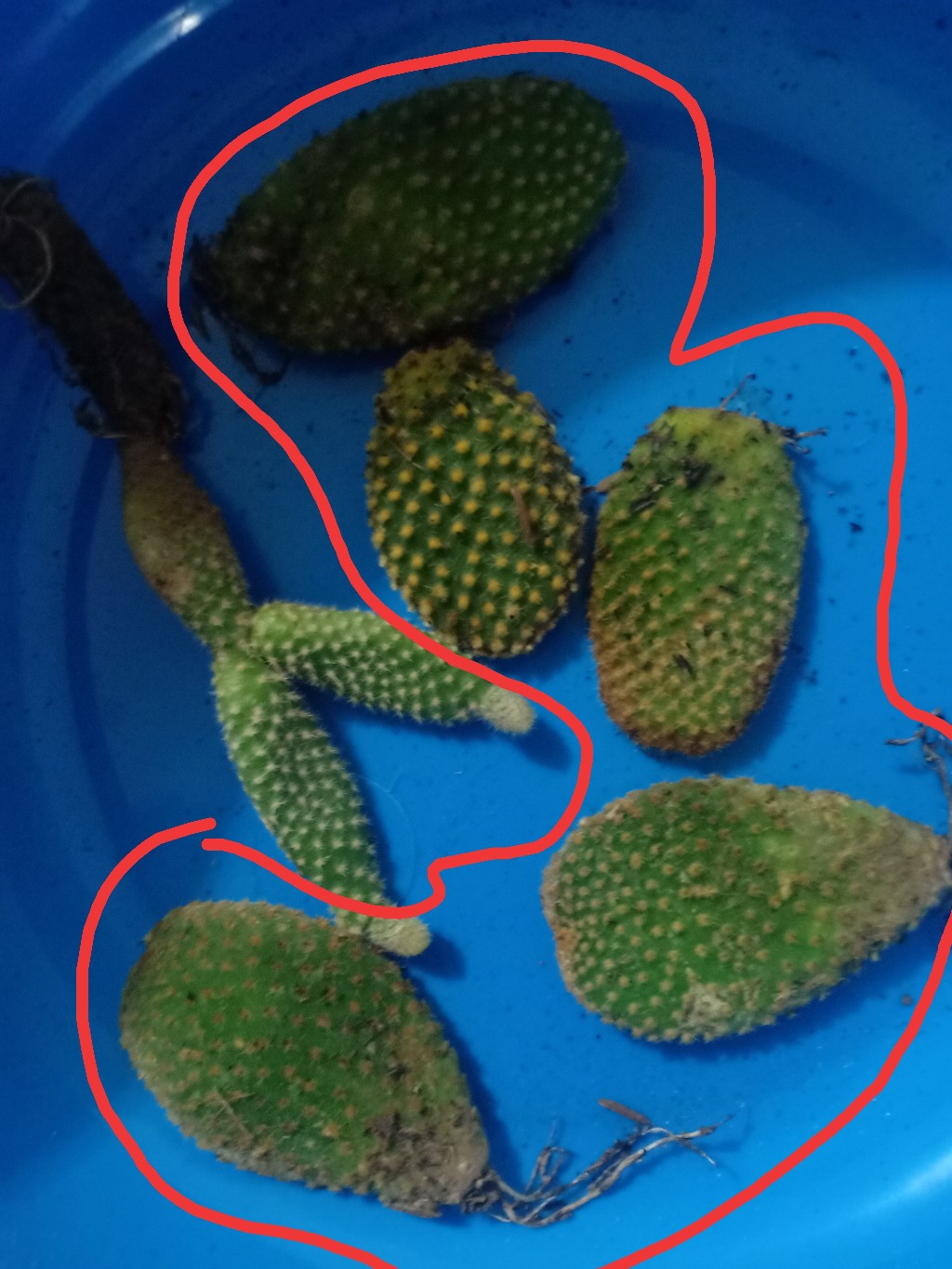 Kaktus Dan Sukulen Opuntia Mickey Ownroot