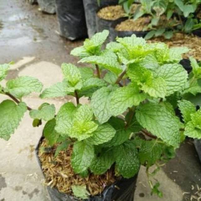bibit tanaman herbal papermint
