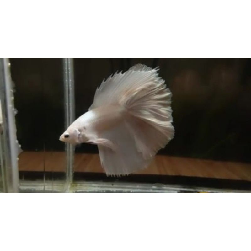hm white platinum double tail