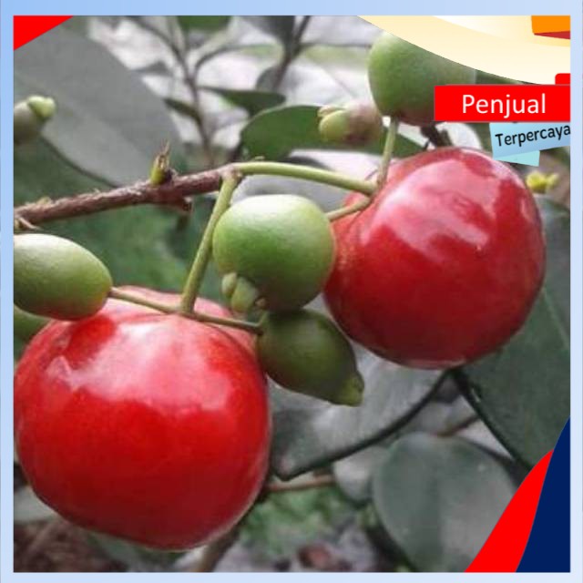 

/COD/ Bibit buah chery manis ktn