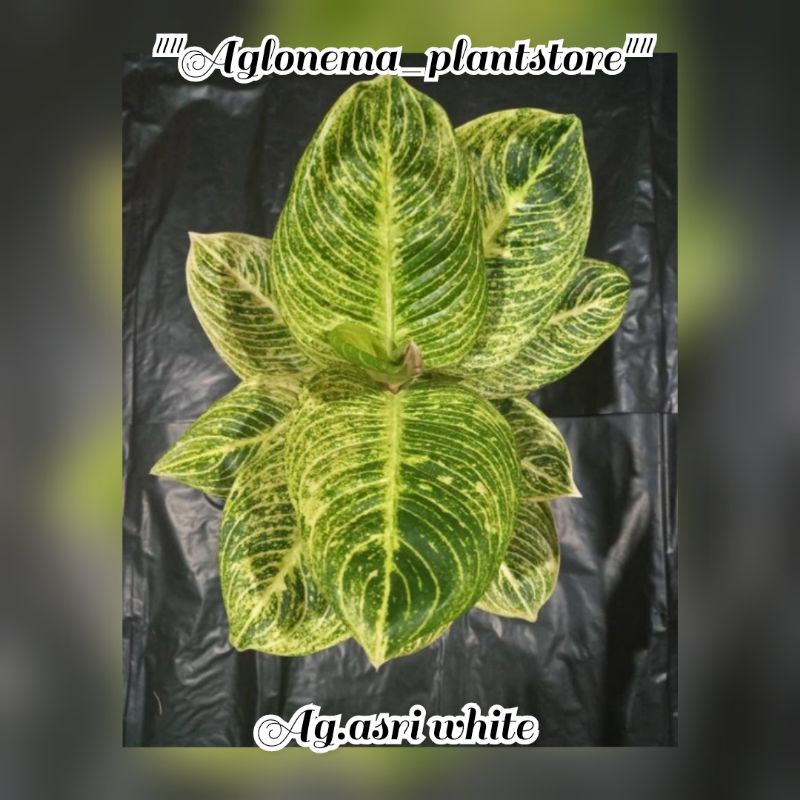 Tanaman Hias Aglonema Asri white/bibit bonggol aglonema asri white