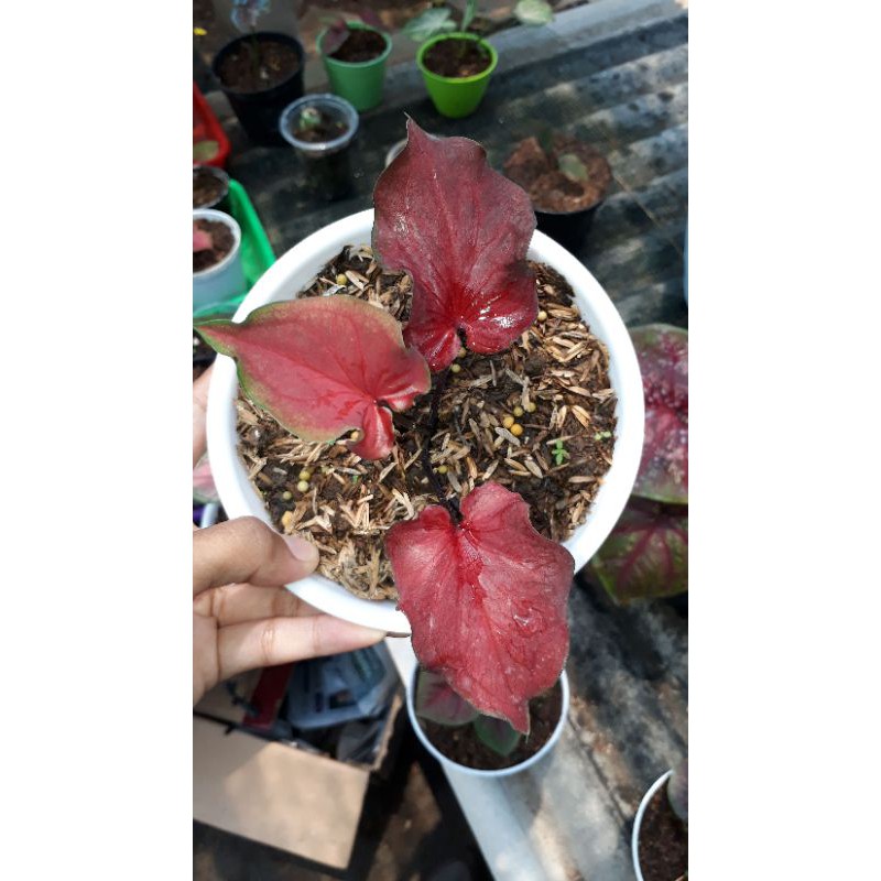 MURAH Keladi Red Pelita Caladium Red Hot